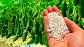 I sprinkled it under cucumbers, tomatoes and 50 buckets grew overnight, you will collect the same am