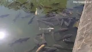Fishes,Near Kokura Castle-Kitakyushu,Japan