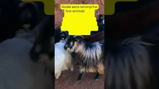 🐐 Surprising Goat Fun Facts You Never Knew!