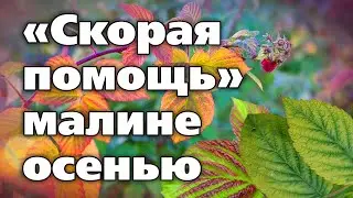 Решаем проблемы малины осенью. Какие пригодятся препараты и удобрения