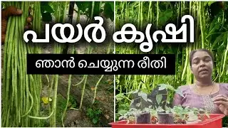 ഞാൻ ചെയ്യുന്നത് |വള്ളിപ്പയർ ഇങ്ങനെ നട്ടു നോക്കൂ|long beans farming malayalam 
