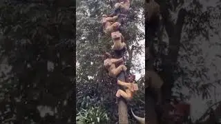 Махмуд! Смешная озвучка