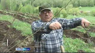 В Курьинском районе заложили кедровую рощу. Новости_ Поспелиха 2024г