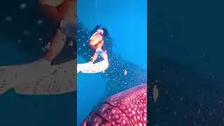 FREE DIVING up close with the giant whale sharks! 🤩 #shorts #freediving #philippines