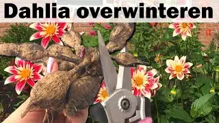 Dahlia's overwinteren & kweken: graaf de knollen op in de winter en vermeerderen in de lente