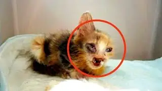 Никому ненужного котенка заметила маленькая девочка...