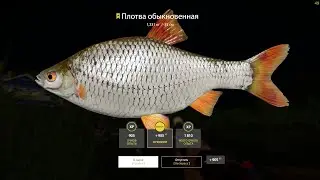 Трофей Плотвы, так же можно на точке закрыть окуня!!!