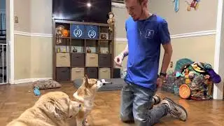 13 days of Halloween dog advent calendar day 9