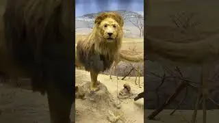 Обезьяны