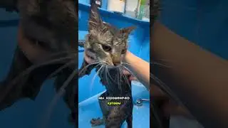 Из грязи в князи 😺 