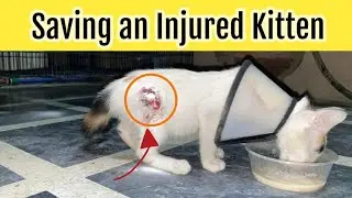 Saving An Injured And Abandoned Kitten From The Street