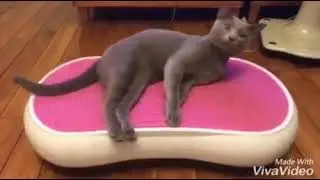 Массаж #shorts #кот #приколы #юмор #смешно #котики #весело