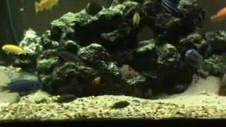 125g Mbuna update 07102013