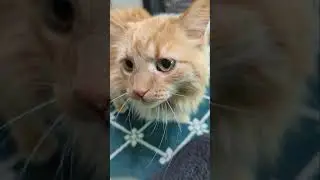 😺My Cat Talking | Parker The Cat