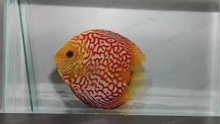 Дискус пиджен чекербоад Symphysodon aequifasciata axelrodi