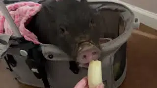Baby Pot-Belly Pig Rescue