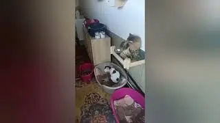 Перед доктором у нас долг и не один, но лучше долг чем котята рыскающие в поисках еды по помойкам🙏🏼