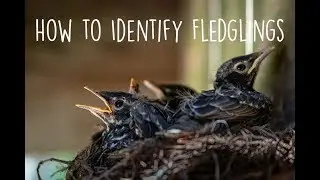 How to Identify Fledglings