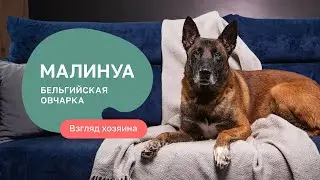 Belgian Malinois: Everything about the breed, pros and cons — 