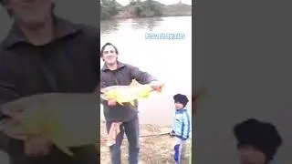 pesca de Dorados