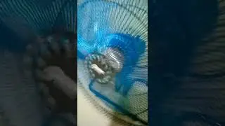 fan dance