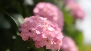 紫陽花 2022