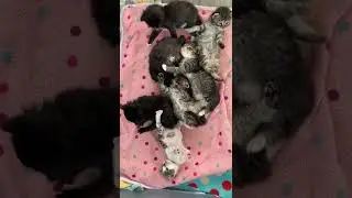 how cute are these kittens #cat #catsofinstagram #indiancatlover
