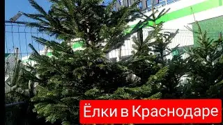 Ёлки в Краснодаре Переезд в Краснодар декабрь 2021