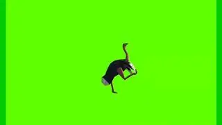 Ostrich! Green screen video! No copyright! Free!