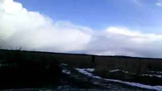 Манок на белолобого гуся