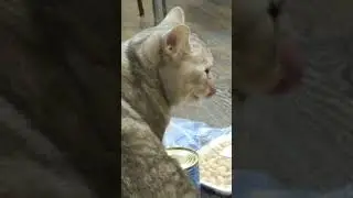 Кошка жуёт ботву ананаса