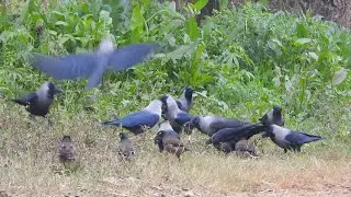 2024 - crow sound effect