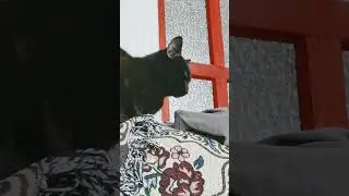 кися если день не задался #cat #кот