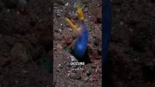 Facts: The Ribbon eel