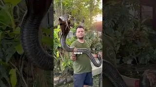 King Cobra 