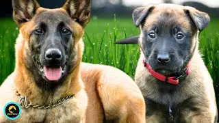 "The Ultimate Guide to Belgian Malinois: Everything You Need to Know!"