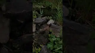 Днепр. Мой биотоп. 2-я.часть...🐠