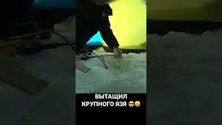 ВЫТАЩИЛ КРУПНОГО ЯЗЯ #рыбалка #река #поклевка #тайга #подсечка #лунка #лунка #язь #здоровенныйязь