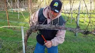 Cane Pruning
