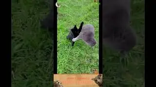 приколы с животными , смешные моменты , коты и собаки  , смех до слез #cat #dogs #animals