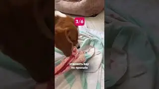 Самые полезные навыки с едой для каждой собаки➡️