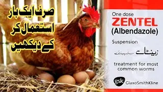 Unlock the Secret to Massive Hen Growth and Egg Production at Home
