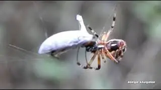 ARAÑA