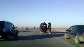 Забег по трассе на лошадях