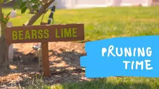 My Fruit Tree Maintenance Routine | Continuous Pruning