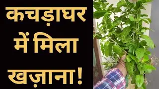 कचड़ाघर में मिला कीमती खज़ाना!
