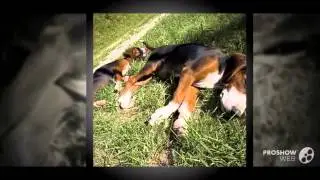 Yugoslavian Hound Dog breed