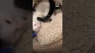 КОТ-КЕНГУРУ😳😍