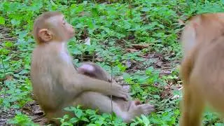 Good! Brother helping little baby, So sweet 😍 #monkey #animal #fyp #love #foryou #foryoupage #video