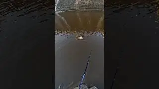 Watch this Muskie eat my lure!